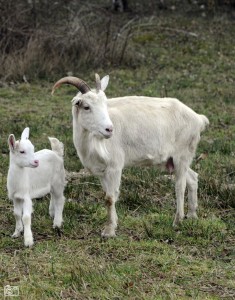 geit met lammetje